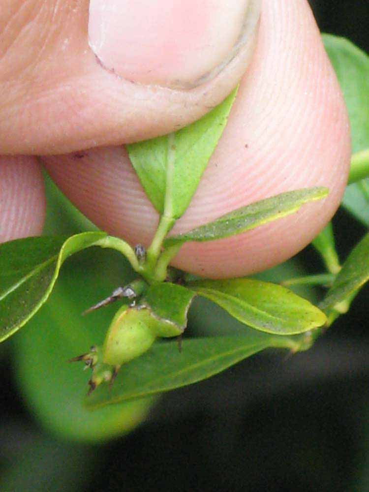              Petiole (Riverside, CA)       